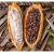 Import High Grade Cocoa Beans from USA