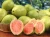 Import High grade fresh guava for sale from Philippines