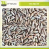 High Nutritional Value Winter Rye /Rye Grain