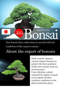 High quality and a heart feels relaxed bonsai tree sale tree at Custom tailoring