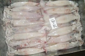 High Quality Bangladeshi Sea Food Frozen Squid