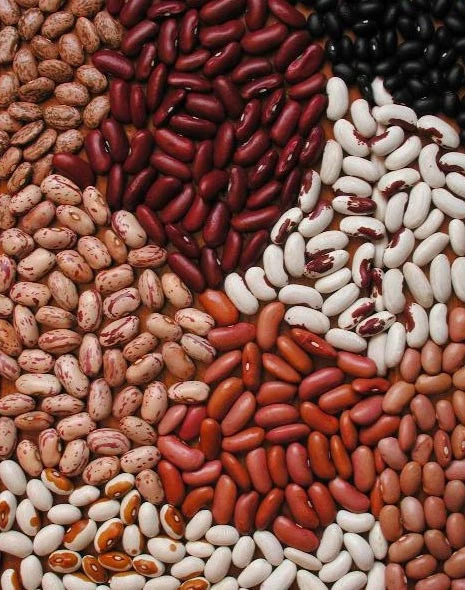 High Quality Black,Red,White Kidney Beans