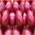 Import high quality cheap price fresh Indian red onion price 1 kg from India