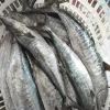 High quality frozen spanish mackerel in fish fresh seafood with best exporter