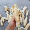 High quality vitamins Pure natural Bags Organic Dry Baby Corn Yellow Maize