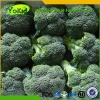 Hot Sale Fresh Broccoli With Lower Price