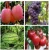 Import Hot Sale Plant Hormone Sodium Nitrophenolate 98%Tc Prevent Dehiscent Fruit Improve Crop Quality from China