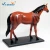 Import Hot selling 4D plastic horse muscle skeleton model anatomical models with animals medical teaching aids model from China