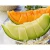 Import Japanese melon seeds cultivated by veteran producers from Japan