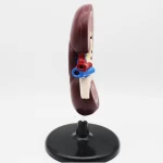 Kidney anatomy magnified model kidney model human internal organs demonstration teaching aids medical teaching model