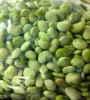 Large white lima Beans for export.