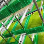 Made In China Hydroponic Forage Germinate Machine | Green Barley Seeds Breeding Room | Grass Bud Seedling System