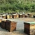 Import Mountain royal honey from China
