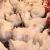 Import Natural Gut Enzyme for Poultry meat from India