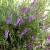Import Natural Organic Vetch Seed/Best Quality Vetch Seeds For Sale from South Africa