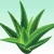 Import Natural Skin health aloe Cosmetics Vera Essential oil from China