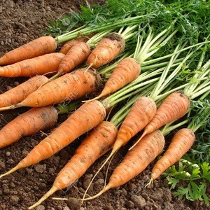 New Crop Fresh Carrot (2L)