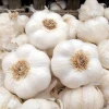 New Crop Fresh Chinese Pure White Garlic (5.0cm, 5.5cm, 6.0cm)