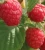 Import New Crop frozen raspberry from China