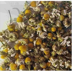 New product Chamomile Extract with yellow color flower