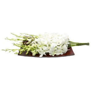 Orchid White Fresh Cut Flowers 500 Stems/box