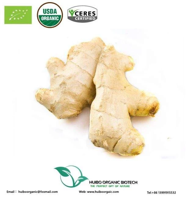 Organic dried ginger powder / best market price bulk ginger powder