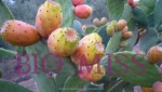Organic Prickly Pear Seed Oil - Skin Care Carrier Oil for All Skin Types