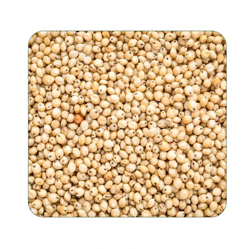 Organic Sorghum Rice / Grains and Millet Wholesale Supplier India
