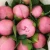 Import Ornamental Fresh Cut Flower Chinese Peony Herbal Peony Bouquet For Indoor and Wedding Decoration from China