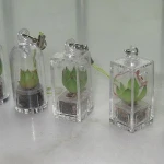 OXGIFT Made in China  wholesale Manufacture Portable gardening Mini plant Baby tree
