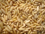 Pine Nuts Kernels