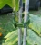 Import Plant Clips Green Box Packed Garden Clips for Tomato Other Vine Plants Trellis Clips Tomato Plant Support Upright Healthier Grow from China