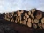 Import Poland Beech Round Logs - Fresh Cut from Poland