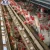 Poultry Farm Chicken Egg Layer Hens Battery Cage
