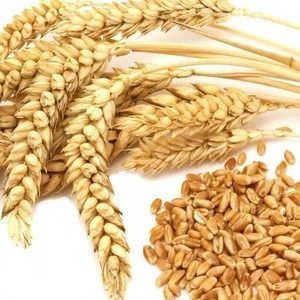 Premium Quality Wheat/ Grade 1/Milling Wheat, Feed Wheat, Buckwheat, Rye