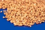 Quality Organic Oat Groats