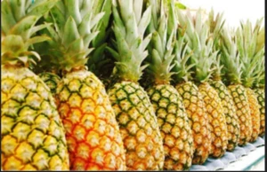 QUALITY/DELICIOUS AND CHEAP FRESH PINEAPPLE FOR SALE
