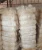 Import Quality/Purity 100% Natural Sisal fiber / sisal fibre BEST from USA