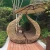 Import Rattan round day sun bed with canopy outdoor furniture chair, concrete outdoor furniture, metal outdoor furniture from China