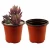 Import recyclable pp plastic nursery plant pots from China