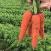 SK-7 Japanese red carrot seeds hybrid f1 high yield