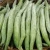Import Snake Gourd Supply From Bangladesh/ Fresh vegetable from Bangladesh