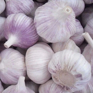 Spanish Best Quality Vegetables Fresh Garlic