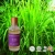 Import Steam  distllated 100%  pure essential oil citronellol oil for  food ingredients from China