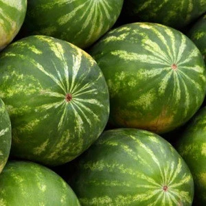 The Best Exporter/Supplier For Water Melon To Mozambique/Colombiya for sale