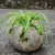 Import The best import ornamental artificial bonsai dwarf plants from China