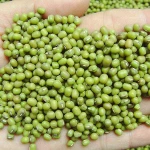 Top Best quality Green Mung Beans / Vigna Beans/ Organic Mung Beans For Sale