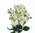 Import Unique White Export kenya fresh cut Spray Rose Flower For Birthday from Kenya