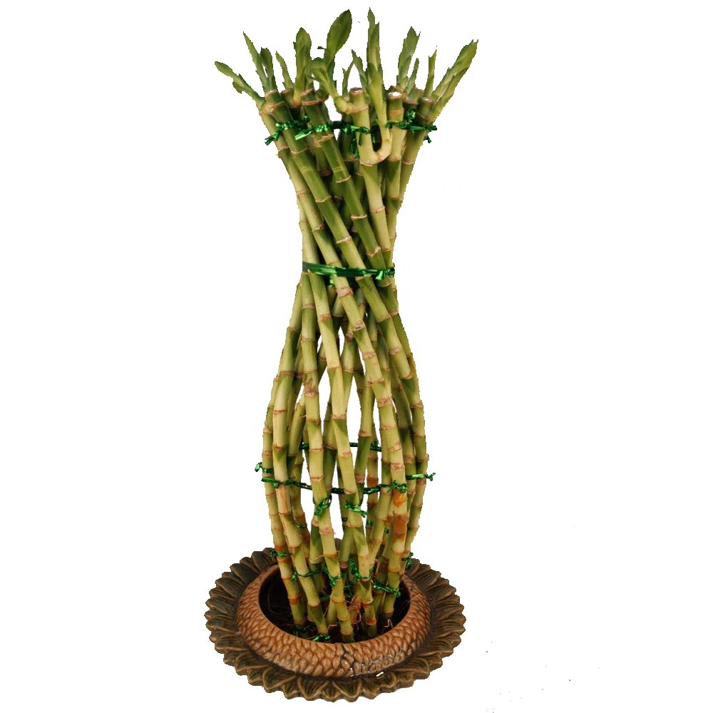 vase shape lucky bamboo air bonsai tree dracaena