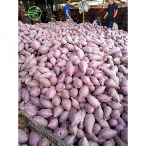 Vietnamese sweet potato / japanese purple sweet potato type (Whatsapp/zalo/wechat: +84 912 964 858)